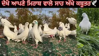 ਦੇਖੋ ਆਪਣੇ ਮਿਰਾਬ ਵਾਲੇ ਸਾਹ ਅੱਖੇ ਕਬੂਤਰ🕊|| ਬਾਜ਼ ਨੂੰ ਲੈਕੇ ਗਏ ਖੇਤ🕊||#pigeon #kabootar #shonkijatt 