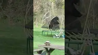 bears wrestling on a trampoline