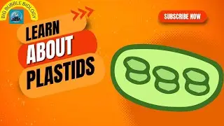 Chloroplast, Chromoplast and Leucoplast (Plastids and its types)