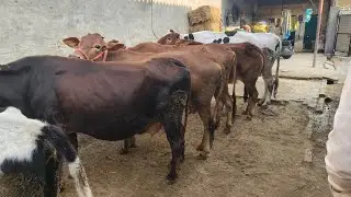 97799-15273, ਟੋਕਣਾ ਦੱਬਣਾ ਗਾਵਾਂ ਵਿਕਾਊ ਪਿੰਡ ਦਾਨਗੜ੍ਹ ਧਨੋਲਾ ਬਰਨਾਲਾ