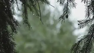 Pioggia Rilassante nella Foresta per Dormire in 10 Minuti - Suoni di Pioggia e Temporale
