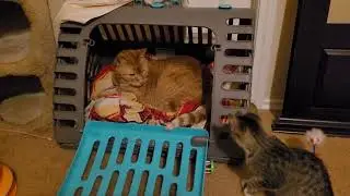 chip plays with precious
