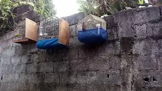 Limpando as gaiolas dos meus coleirinha