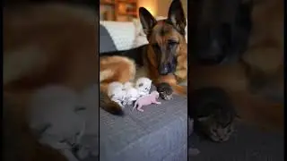 Welcome new born of our family #cat #dog #puppy #kitten  #pet