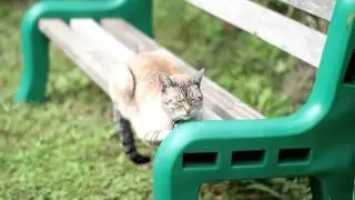 The Story of Buddha Cat