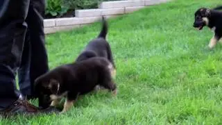 Gerberian Shepsky Puppies for Sale