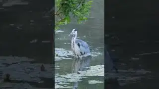 grey heron walking water #bird #magpie #nature #seagulls #magpie #heron