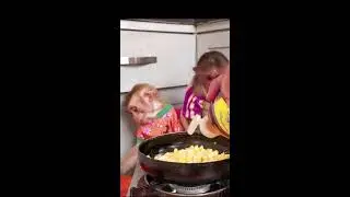 Mom cooking food for baby Monkey #monkey #monkeydiet #animals #livestream