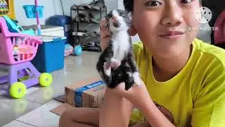Anak kucing baru lahir lucu menggemaskan | ibu kucing mencari anaknya