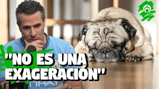 &ldquo;Era solo un perro&rdquo;: El duelo que nadie quiere reconocer pero te rompe el coraz&oacute;n