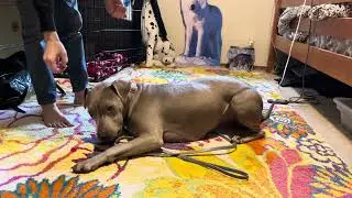 Foster Dog Meets My Other Pets! + First Walk & Real-Life Training (Day 3)