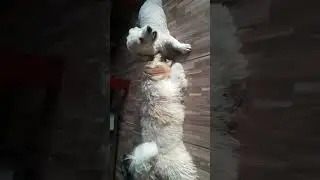 v&iacute;deo dos meus pet Baby e Billy morrando fortaleza Cear&aacute; bairro Jo&atilde;o 23