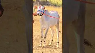 High Quality Khillar Mysore Race Bull Calf 💥🔥.#shorts #subscribe #khillar #khillarmaharashtrachishan