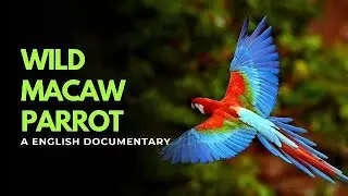 Wild Macaw Parrot A Wild Adventure in the Rainforest English Documentary | Manu National Park Peru
