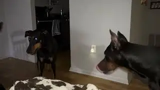 Illegal dog fight: living room edition 
