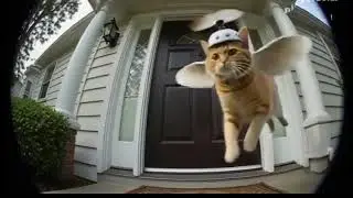 Flying cat