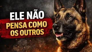 Como o Pastor Belga Malinois REALMENTE Pensa?! (Isso Muda Tudo)