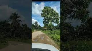 fun while driving nature view #shorts #nature #factsinforr