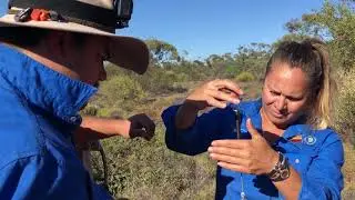 Malgana Rangers at Hamelin Station Reserve
