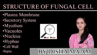 STRUCTURE OF FUNGAL CELL