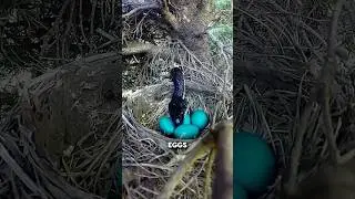 Snake vs Bird's Nest 😳