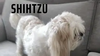 Shihtzu Puppy So Cute 🥺 | Puppy Birthday | Pet