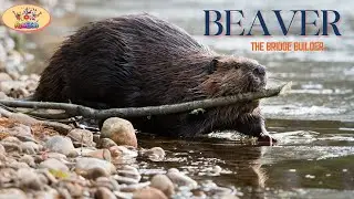 Meet the Beaver!  Fun Facts for Kids