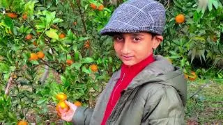 Orange garden ,sittong Darjeeling 