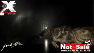genetta cat atau kucing genetta
