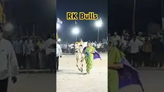 RK Bulls ll Vetapalem ll Vadlamudi #ongolebulls #animals #cattle#tdp