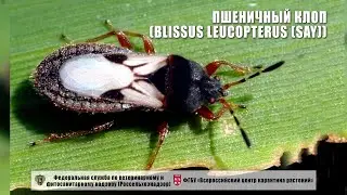 Пшеничный клоп (Blissus leucopterus (Say))