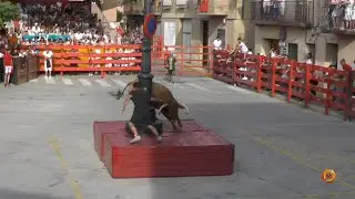 Tv Marcilla - 25/08/2023 - Fiestas - Encierro Ganadería Pedro Domínguez.