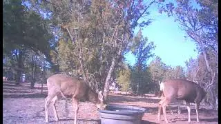 Huge Mule Deer Buck Takes over Waterhole #muledeer #bucks #hunting #mountains #subscribe #foryou