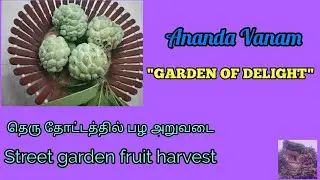 தெரு தோட்டத்தில் பழ அறுவடை | fruit harvest from Street garden | Tamil#homegarden#fruitharvest#viral