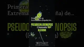 Primera cita en Extremadura (Espa&ntilde;a) de Pseudochilodonopsis algivora (Ciliophora)