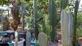 Cactos colunares da cole&ccedil;&atilde;o: Myrtilocactus/Mandacaru azul/cacto monstro...@Flor_de_Cacto