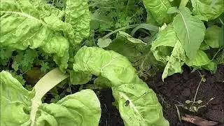 ACELGA ,PROPIEDADES PARA NUESTRA SALUD Y ALGUNOS TIPS DE ASOCIACIONES DE CULTIVO,SUPERF SUSTENTABLE