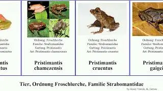 Tier, Ordnung Froschlurche, Familie Strabomantidae pristimantis animal marmoratus Geobatrachus
