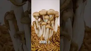 Mealworms vs. Honey melon, mushroom and tofu