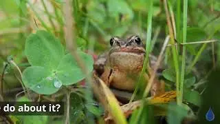 Forest Fragmentation and Wildlife
