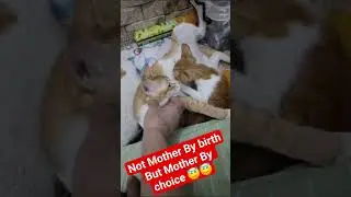 Can you be the mother, to someone elses baby ?? #cat #moderncat #catkid #catheart #catplay #smartcat