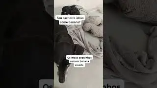 Meus cachorros cegos, comem Banana frita