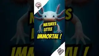 This Animal Regrows Anything 🦎 | IQ Bites: Mindbenders #shorts #weirdfacts