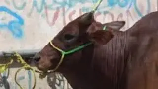 Soaring prices overshadow Eid holiday in Yemen