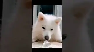 देखिए कुत्ता बर्फ कैसे 🤔खाते हैं ?? #dog #doglovers #adorabledog #shorts @kritisGalleryy