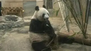 Giant Panda at Tokyo Zoo Showing Signs of Possible Pregnancy