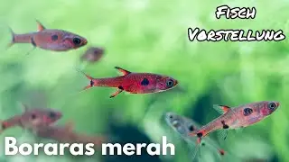 Boraras merah - Goldfleck-Zwergb&auml;rbling | Liquid Nature Fisch Vorstellung