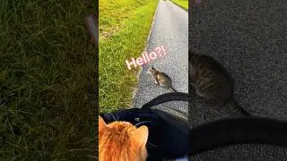 Bicycle Cat Adventures - This Cat Has No Clue 😹