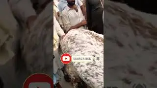 bakry ka malik ka sat mil ka rona#viralbakra#youtube #tiktok