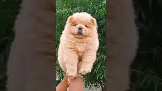 chow chow puppy || Cute puppy || Pets world official || 7903135882 ||